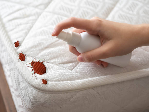 Best Emergency Pest Control  in West Hempstead, NY