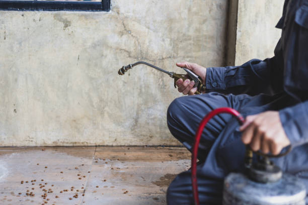 Best Local Pest Control Services  in West Hempstead, NY